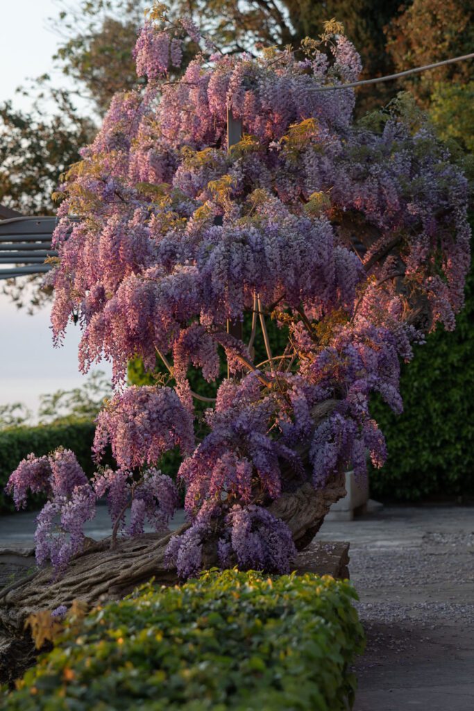 blooming wisteria at sunset in Italy wedding garden