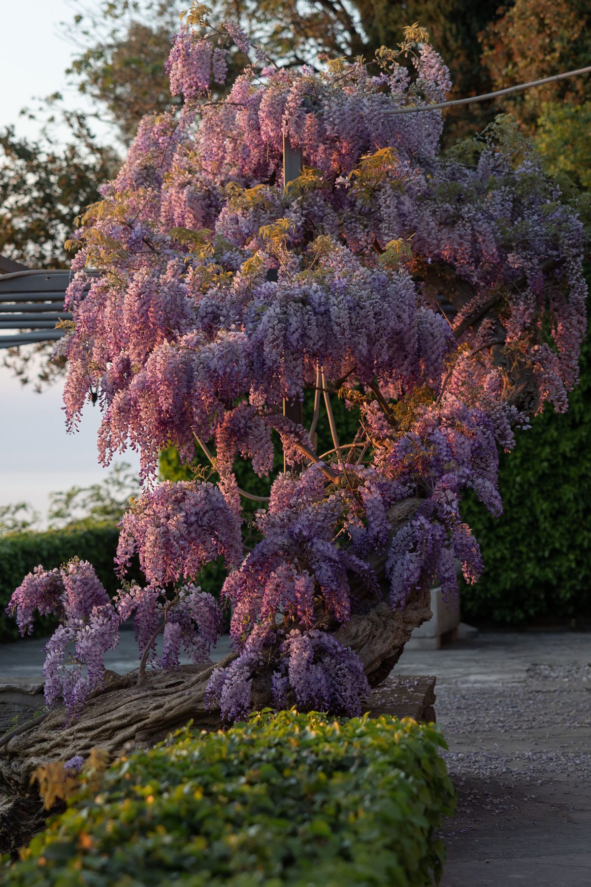 blooming wisteria at sunset in Italy wedding garden