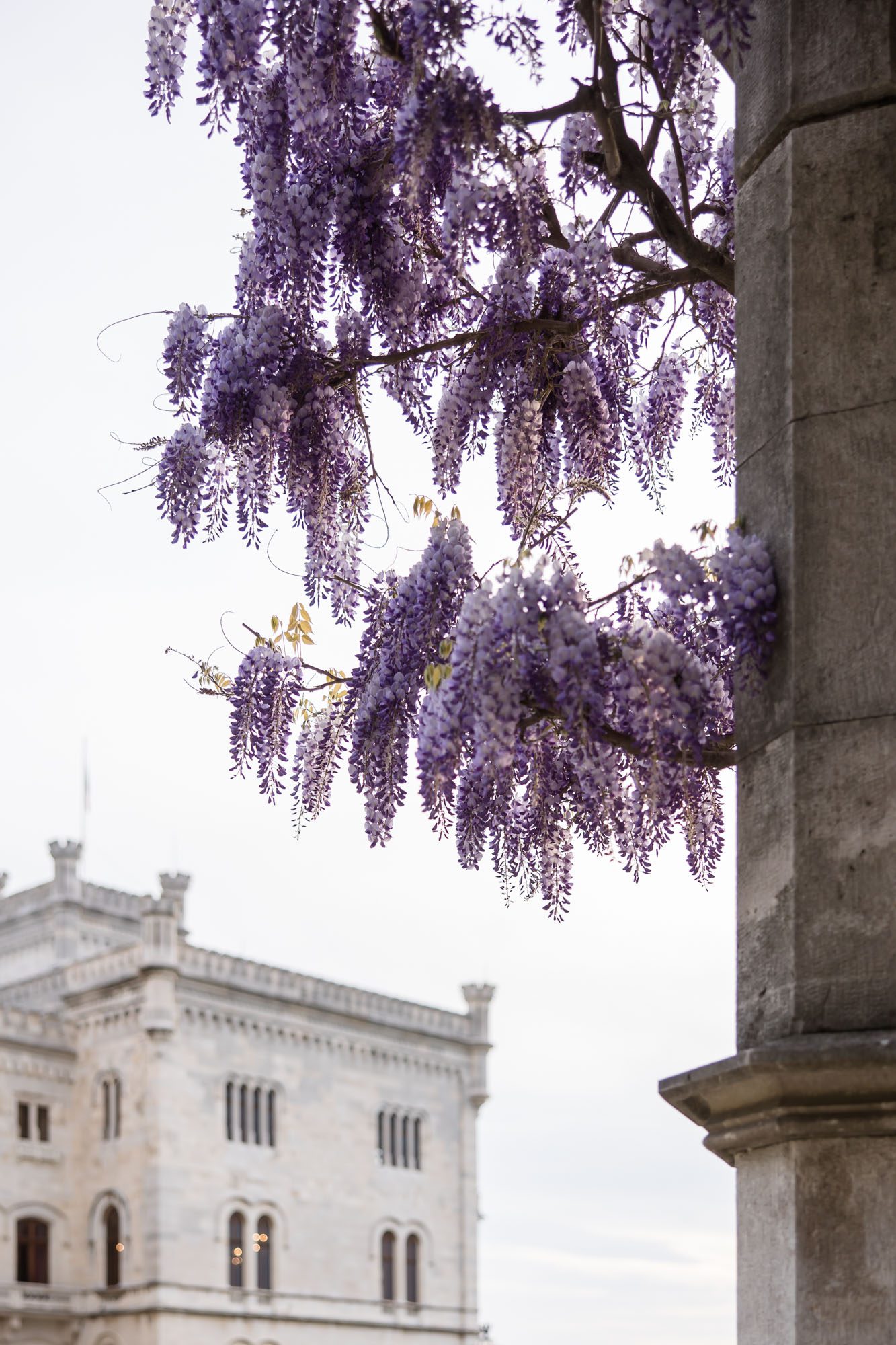Wisteria blooms at Miramare Castle in Trieste Italy romantic spring wedding inspiration