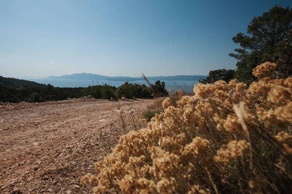 Wild immortelle flowers above Jedra Bay on Hvar island with a view toward Korčula across the Adriatic Sea