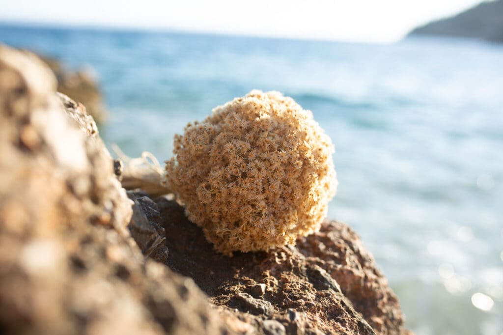 Dried immortelle bouquet resting on seaside rocks during an intimate Hvar elopement in Croatia