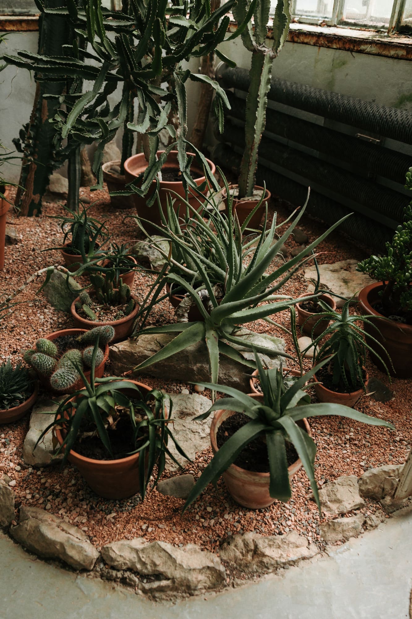 Cacti and succulent collection inside the historic greenhouse at Villa Mirasasso in Slovenia.