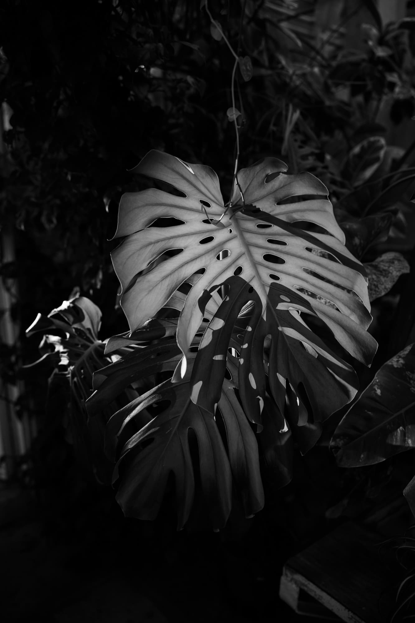Monstera leaf inside the historic greenhouse at Villa Mirasasso near Sežana, Slovenia.