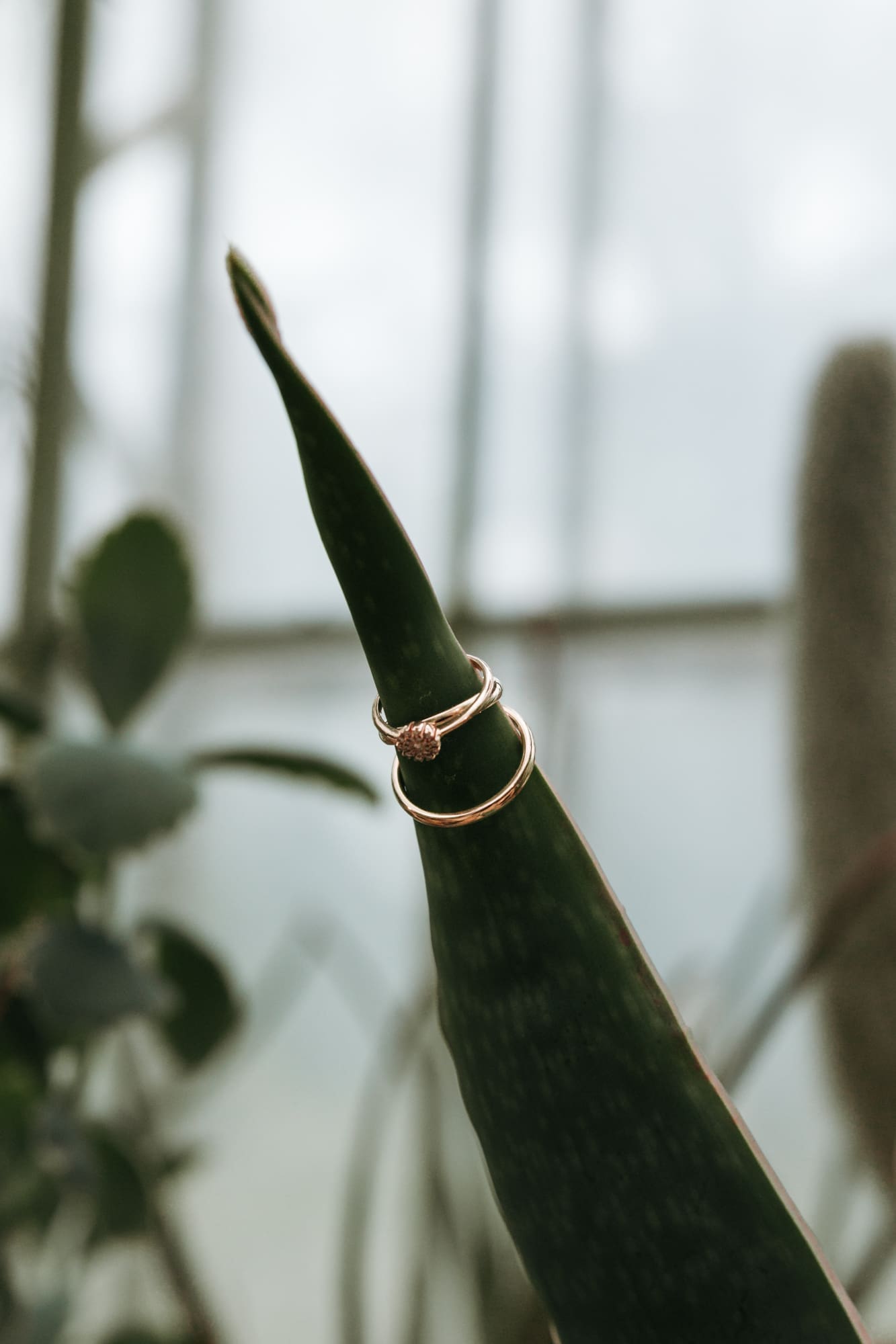 Wedding rings displayed on a succulent leaf inside the historic greenhouse at Villa Mirasasso in Slovenia.